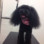 プードル　まおちゃん２６７